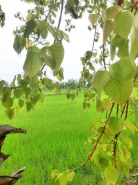 Low angle view of green tree on field against sky