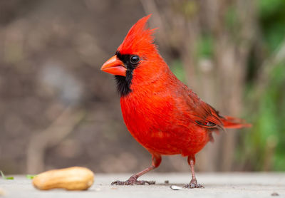 Close-up of a bird