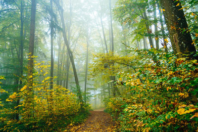 Trees in foggy forest during autumn