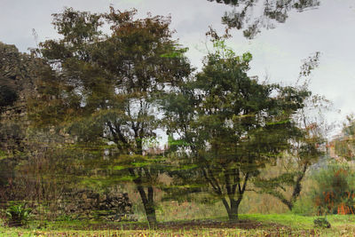 Trees growing on field by lake against sky