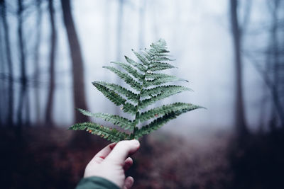 Close-up of hand holding pine leaf in forest