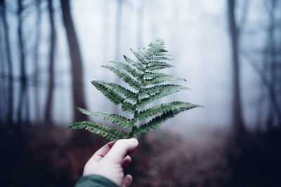 Close-up of hand holding pine tree in forest