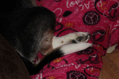 Close-up of a dog resting on sofa