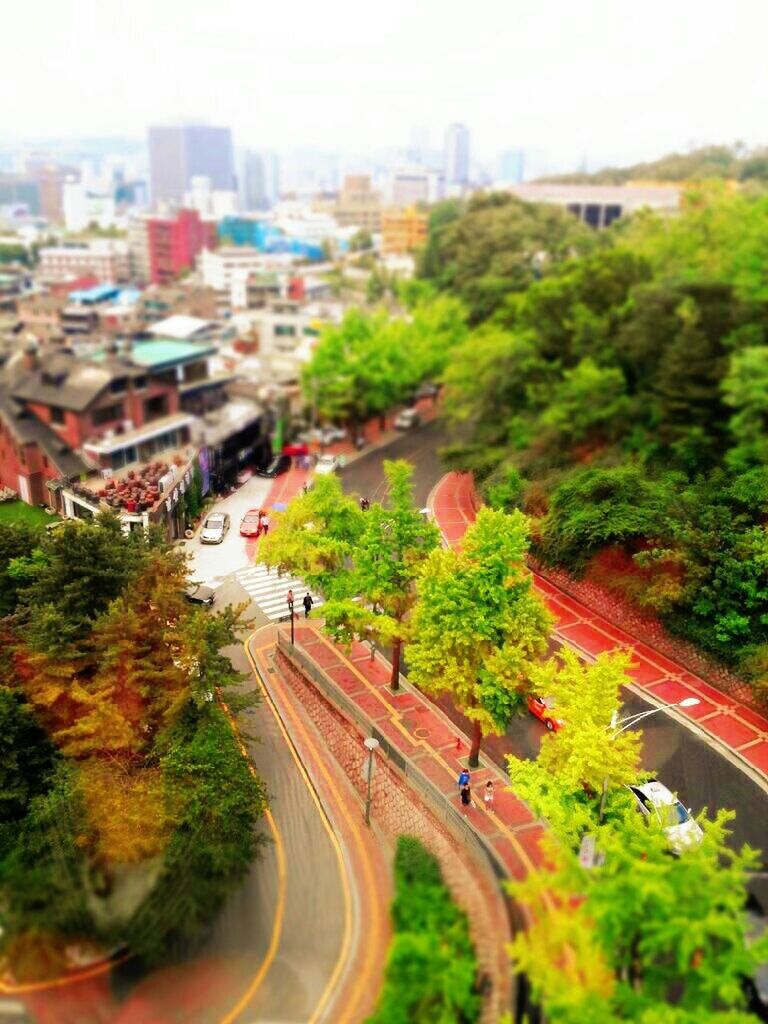 tree, high angle view, transportation, architecture, building exterior, built structure, city, road, car, land vehicle, street, green color, growth, mode of transport, day, selective focus, elevated view, cityscape, outdoors, city life