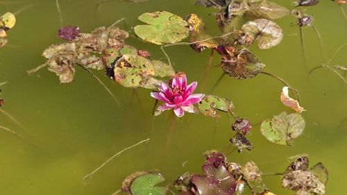 Close-up of pink flowers