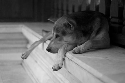 Close-up of dog relaxing