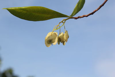 Low angle view of fruit growing on tree against sky