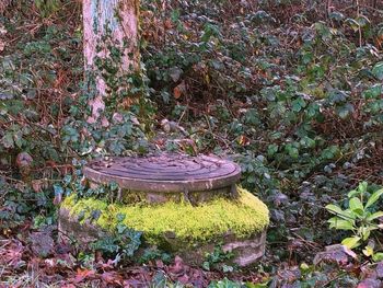 Plants in a empty park