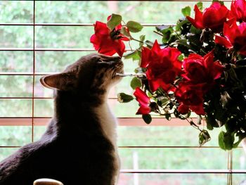 Cat sitting on window sill