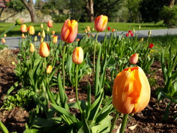 Close-up of orange flowers blooming on field