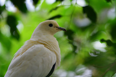 Portrait of a pied imperial pigeon  perching in a tree