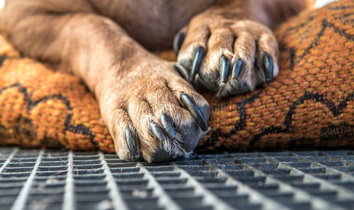 Close-up of a dog sleeping