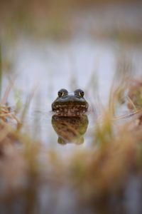 Close-up of frog