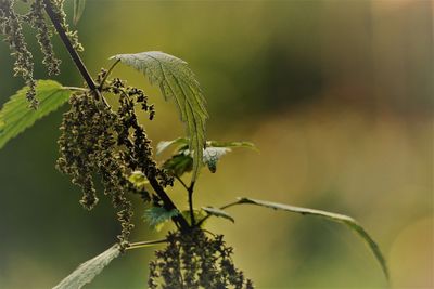 Close-up of caterpillar on plant