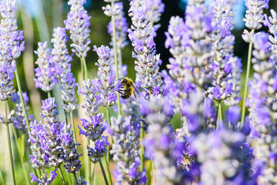 Close-up of bee on purple flowers