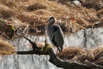 High angle view of gray heron perching on a lake