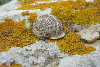 Close-up of turtle on rock