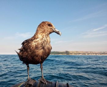 A brown bird standing on a boat with the coast in the back round.