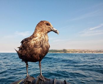 Seagull perching on beach against sky