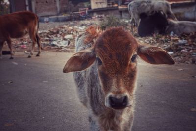 Close-up of sheep