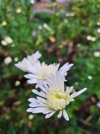 Close-up of white flower on field