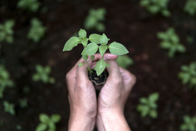 Close-up of hands holding plant