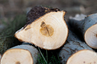 Close-up of log on field