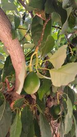 Close-up of fruits growing on tree