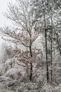 Trees in snow