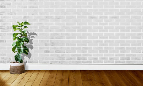Potted plants on wooden wall