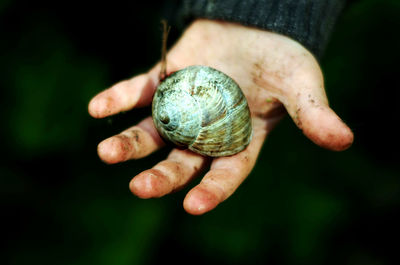 Close-up of snail on hand