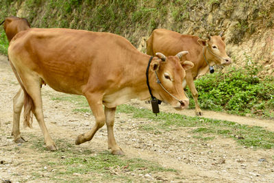 Cow standing in a field