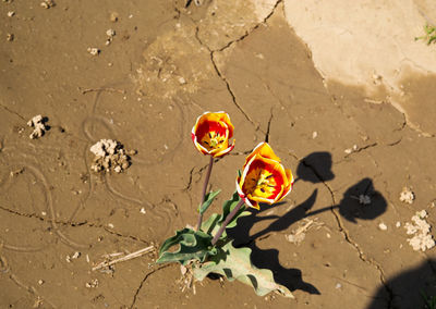 High angle view of flower petals on sand