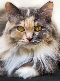 Close-up portrait of a cat