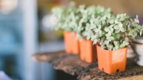 Close-up of potted plant on table