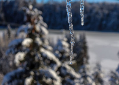 Close-up of frozen plant