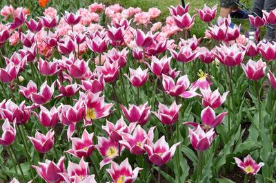 Close-up of pink flowers blooming outdoors