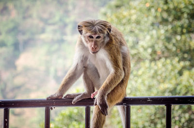 Portrait of monkey sitting on railing against trees