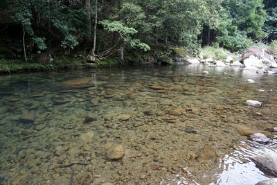 Stream flowing through forest