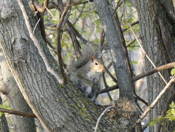 Portrait of squirrel