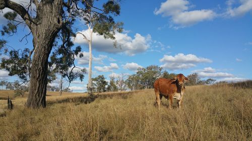 Cow standing in a field