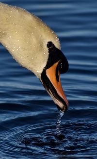 Close-up of swan swimming in lake