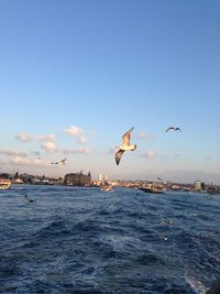 Seagulls flying over sea against sky istanbul