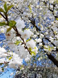Close-up of apple blossoms in spring