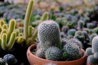 Close-up of succulent plant in pot