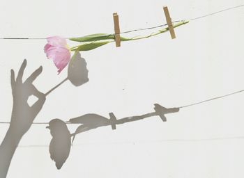 Close-up of pink flowers against sky