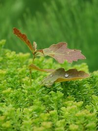 Close-up of snail on plant