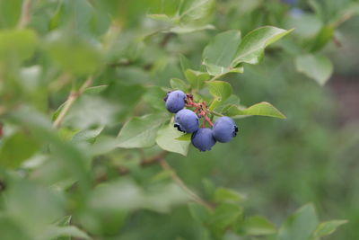 Close-up of blackberries growing on plant