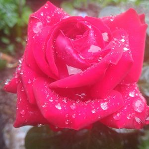 Close-up of wet pink rose blooming outdoors