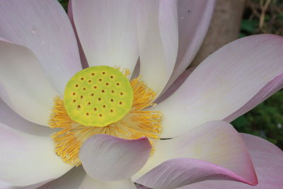 Close-up of lotus lily